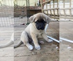Small Photo #6 Akita-Siberian Husky Mix Puppy For Sale in ALEXANDRIA, VA, USA