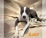 Small #12 American Pit Bull Terrier-Great Dane Mix