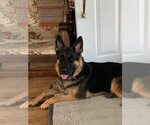 Small Photo #178 German Shepherd Dog Puppy For Sale in LA FAYETTE, NY, USA