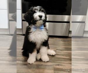 Bernedoodle Puppy for sale in KIRKLAND, WA, USA