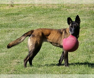 Mutt Dogs for adoption in Stevens Point, WI, USA