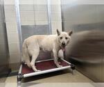 Small German Shepherd Dog Mix