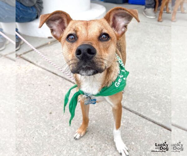 Medium Photo #7 Beagle-Black Mouth Cur Mix Puppy For Sale in Washington, DC, USA