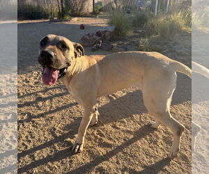 Mastiff Dogs for adoption in Goodyear, AZ, USA