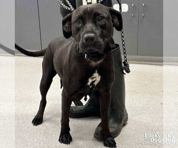 Medium Photo #2 Labrador Retriever-Unknown Mix Puppy For Sale in Washington, DC, USA