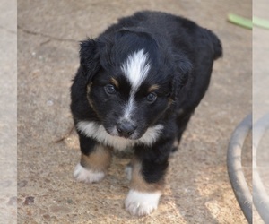 Miniature Australian Shepherd Puppy for sale in ROGERSVILLE, AL, USA