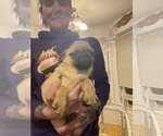 Small Photo #7 Pug Puppy For Sale in MENASHA, WI, USA