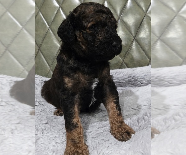 Medium Photo #12 Poodle (Standard) Puppy For Sale in CONROE, TX, USA
