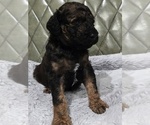 Small #2 Poodle (Standard)