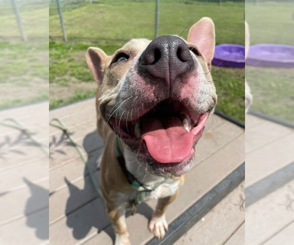 Medium Photo #3 Mutt Puppy For Sale in Crete, IL, USA