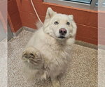 Small Siberian Husky