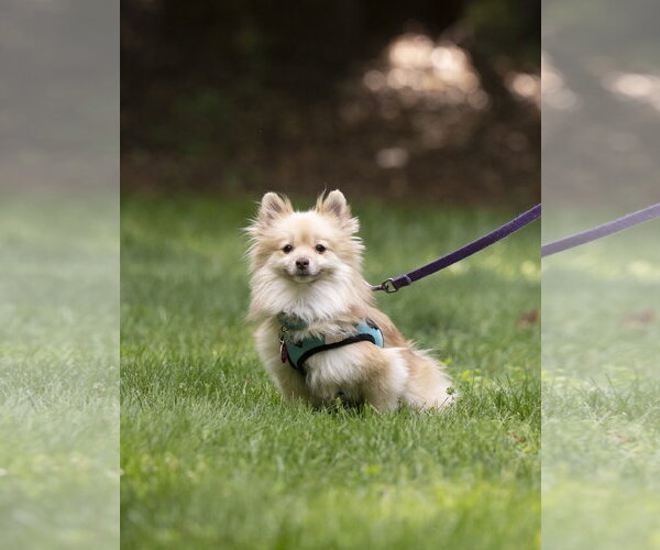 Medium Photo #2 Pomeranian Puppy For Sale in Arlington, VA, USA