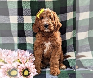 Irish Setter-Poodle (Miniature) Mix Puppy for sale in BIRD IN HAND, PA, USA