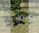 Small #7 Black and Tan Coonhound-Catahoula Leopard Dog Mix