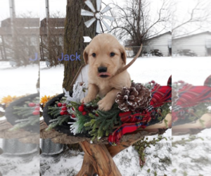 Golden Retriever Puppy for sale in THREE RIVERS, MI, USA