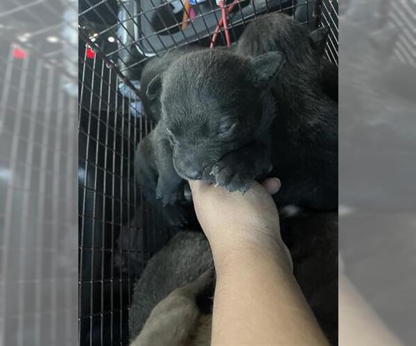 Medium Photo #1 Staffordshire Bull Terrier Puppy For Sale in Houston, TX, USA