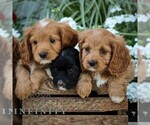 Small #1 Cavapoo (Miniature)