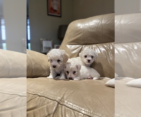 Medium Photo #2 Maltipoo Puppy For Sale in MIRA LOMA, CA, USA