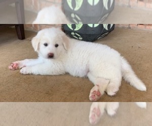 Great Pyrenees Puppy for sale in CLEBURNE, TX, USA