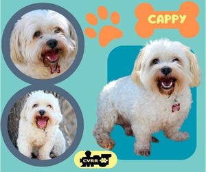 Lhasa-Poo Dogs for adoption in Lindsay, CA, USA