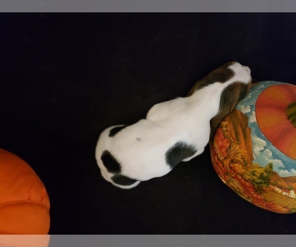 Medium Photo #23 Basset Hound Puppy For Sale in CLAREMORE, OK, USA