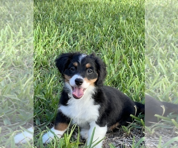 Medium Photo #3 Miniature Bernedoodle Puppy For Sale in PORT SAINT LUCIE, FL, USA