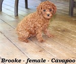 Small #2 Cavapoo