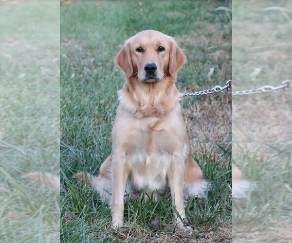Medium Photo #1 Golden Retriever Puppy For Sale in SYRACUSE, IN, USA