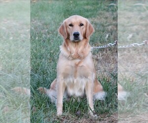 Mother of the Golden Retriever puppies born on 09/27/2025