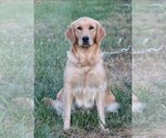 Small Photo #1 Golden Retriever Puppy For Sale in SYRACUSE, IN, USA