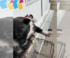 Mutt Dogs for adoption in Houston, TX, USA