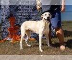 Small Anatolian Shepherd Mix