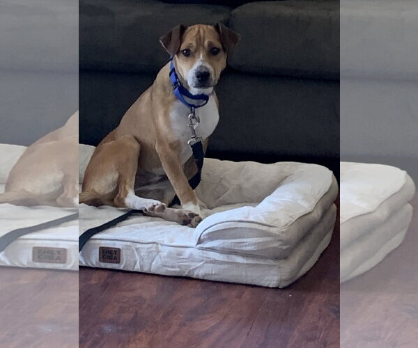 Medium Photo #4 Doxle Puppy For Sale in Oakhurst, NJ, USA