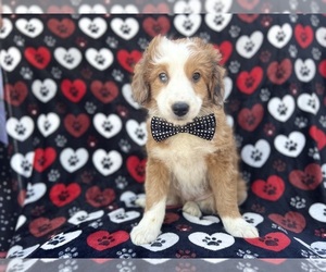 Aussiedoodle Miniature Puppy for sale in LAKELAND, FL, USA