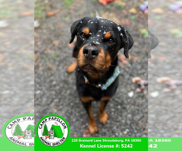 Medium Photo #13 Rottweiler Puppy For Sale in Stroudsburg, PA, USA