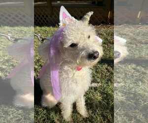 Mutt Dogs for adoption in Arlington, VA, USA