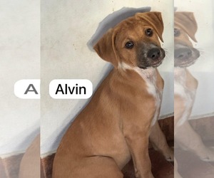 Labsky Dogs for adoption in Virginia Beach, VA, USA