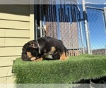 Small #11 English Bulldog