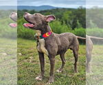 Small #4 American Pit Bull Terrier