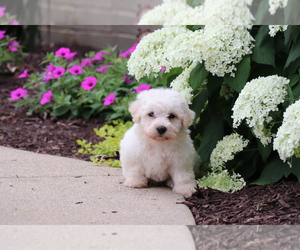 Bichon Frise Puppy for Sale in HUMBOLDT, Illinois USA