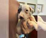 Small Photo #10 American Staffordshire Terrier-Unknown Mix Puppy For Sale in Holly Springs, NC, USA