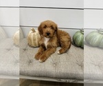 Litter of 4 - Male(s) and Female(s) Goldendoodle mix (+ Poodle Standard)Litter of Puppies for Sale - Photo #4