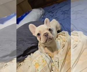 French Bulldog Puppy for sale in GREENEVILLE, TN, USA