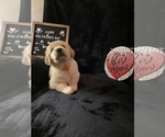 Small Photo #6 Golden Retriever Puppy For Sale in WINTER PARK, FL, USA