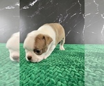Small Photo #134 Boston Terrier Puppy For Sale in TULARE, CA, USA
