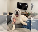 Small Photo #15 Great Pyrenees Puppy For Sale in Germantown, OH, USA