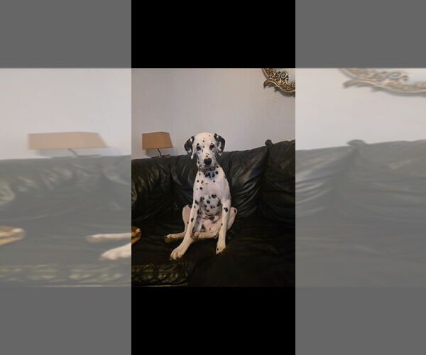 Medium Photo #1 Dalmatian Puppy For Sale in GREENVILLE, SC, USA