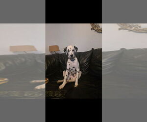 Father of the Dalmatian puppies born on 05/24/2026