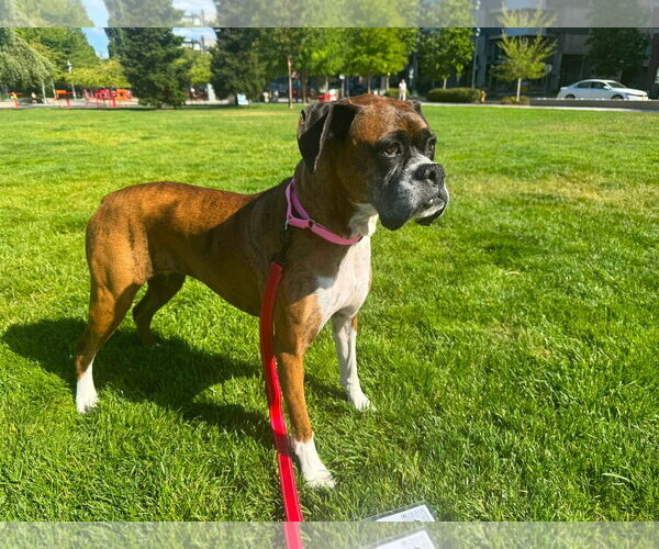 Medium Photo #5 Boxer Puppy For Sale in Stanwood, WA, USA