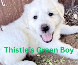Great Pyrenees Puppy for sale in BRENHAM, TX, USA
